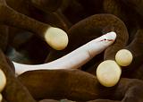 07_Mushroom Pipefish